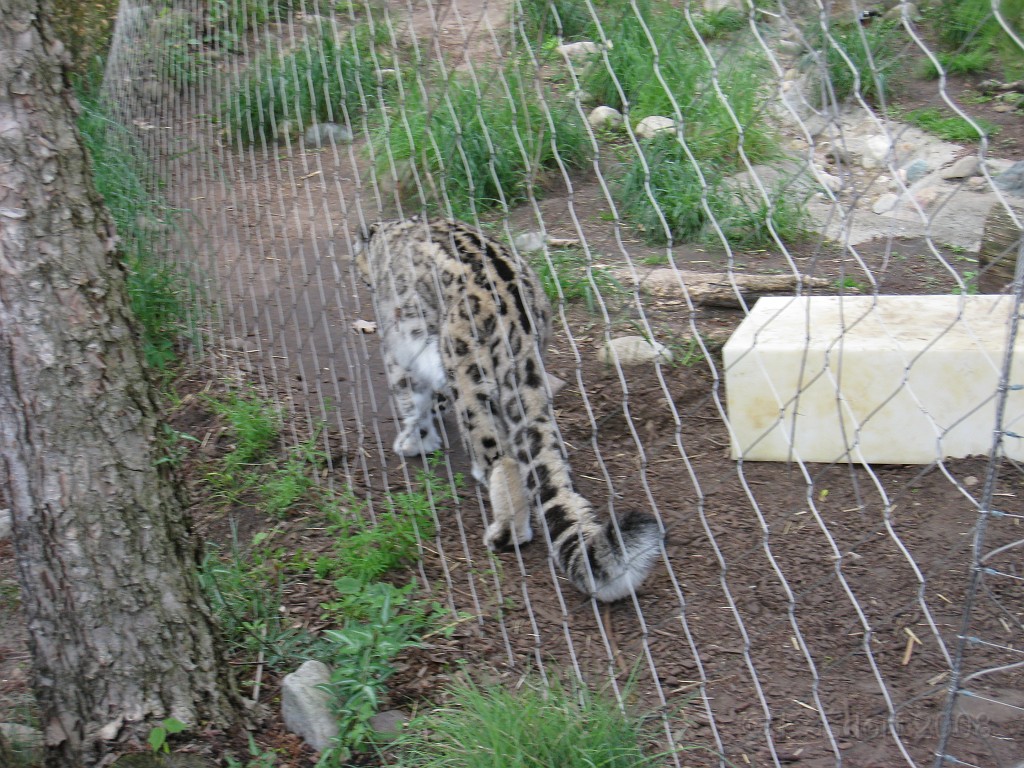 Dart Frog Dash 08 0716.jpg - The Toledo Ohio Zoo held the 2008 Dart Frog Dash 5K race on May 17, 2008. The weather was great, the race went fine, and the animals were fun to see! The highlight was the nursing Polar Bear Cubs - two 330 pound "babies" tugging on mama.